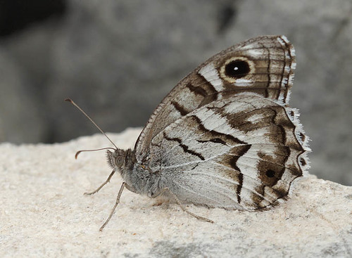 Striped Grayling