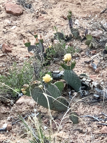 Golden Pricklypear