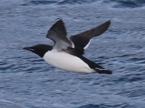 Thick-billed Murre