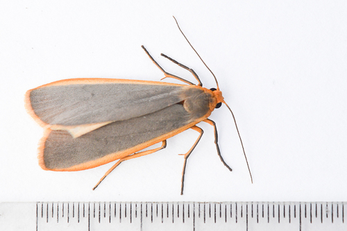 Common Footman