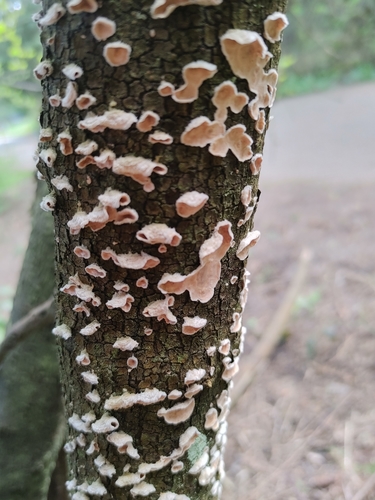 Stereum ochraceoflavum