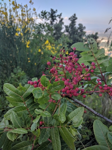 terebinth