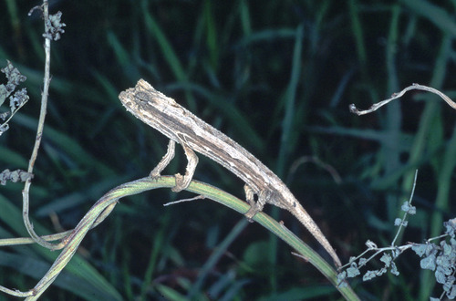 Pygmy Grass Chameleon - Photo (c) Paul Freed, all rights reserved, uploaded by Paul Freed