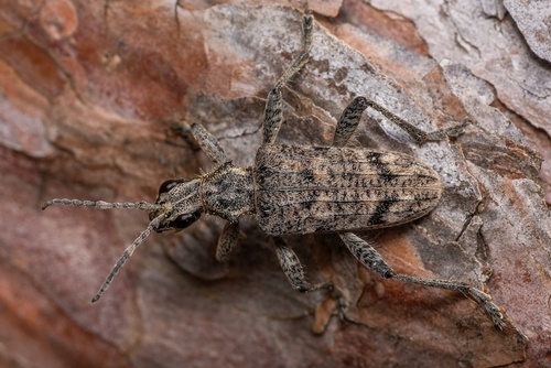 Ribbed Pine Borer