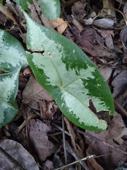 Passiflora megacoriacea image