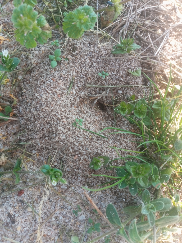 Lasius from Mt.Vista Park on April 24, 2022 at 04:28 PM by Ammy ...