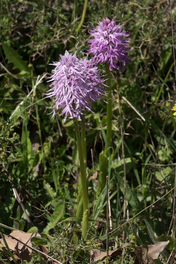 naked man orchid from kréta grécko on april at am by