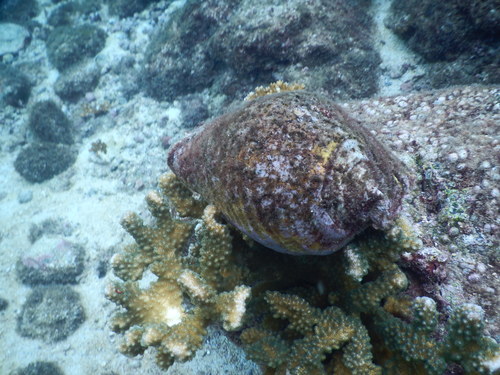 Eastern Pacific Giant Conch