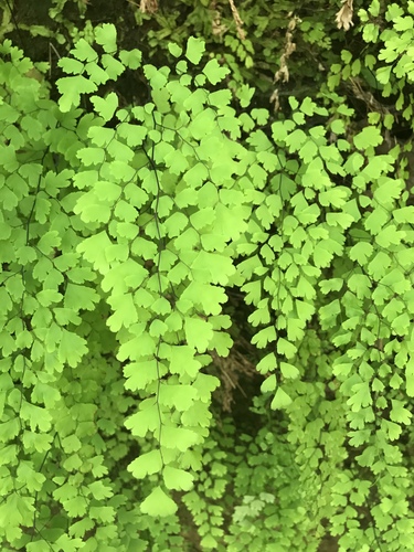 black maidenhair fern