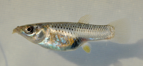 Sulphur Molly