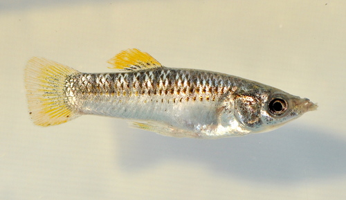 Sulphur Molly