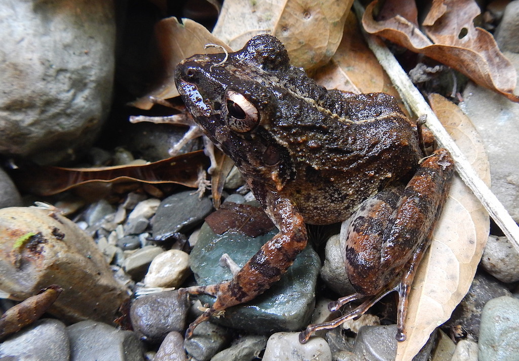 Monstrous Rainfrog (Craugastor pelorus)