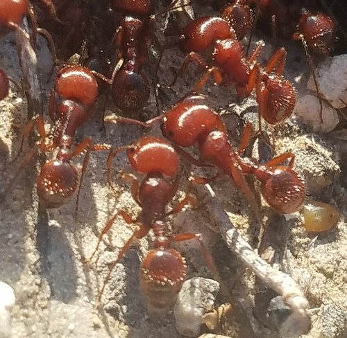 Red Harvester Ant