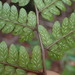 Athyrium arisanense - Photo (c) yongzhe, all rights reserved, uploaded by yongzhe