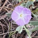 Shaggy Dwarf Morning-Glory - Photo (c) Frances, all rights reserved, uploaded by Frances