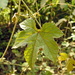 Ampelocissus latifolia - Photo (c) Rajib Maulick, todos os direitos reservados, uploaded by Rajib Maulick