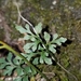 Asplenium ruta-muraria cryptolepis - Photo 由 Iris Copen 所上傳的 (c) Iris Copen，保留所有權利