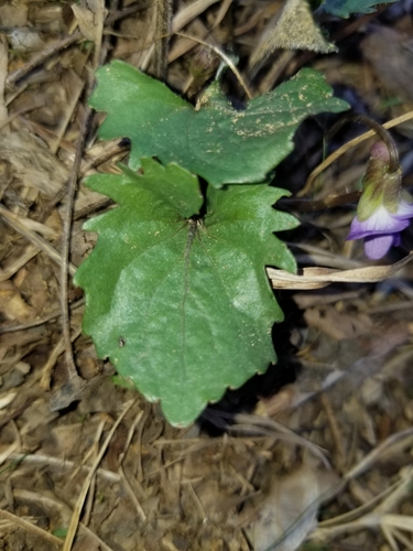 Viola X populifolia