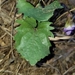 Viola × populifolia - Photo (c) Iris Copen, all rights reserved, uploaded by Iris Copen