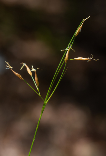 coastal plain beaksedge (Rhynchospora stenophylla)