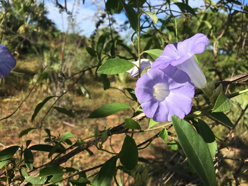 Bonamia spectabilis