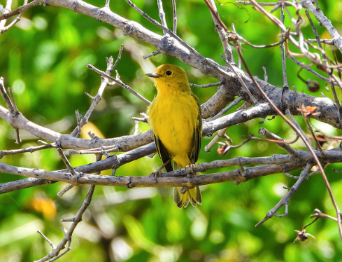 Subspecies Setophaga petechia bartholemica · iNaturalist