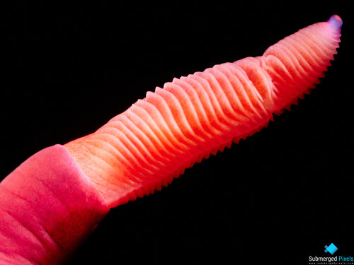 Lined Nembrotha