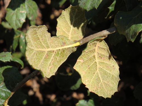 Quercus hypoxantha