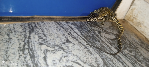 Nile Monitor