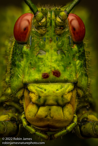 Green Milkweed Locust