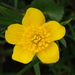 Marsh Marigold - Photo (c) Vincent W., all rights reserved, uploaded by Vincent W.