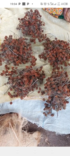 Zulu Podberry