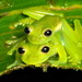 Santa Cecilia Glass Frog - Photo (c) Andreas Kay, all rights reserved