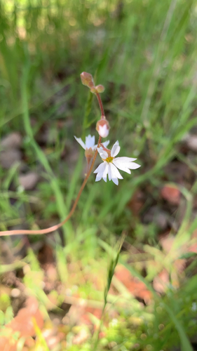 iNaturalist observation photo of San Francisco woodland-star