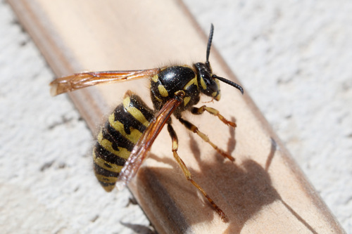 Dolichovespula adulterina arctica (Rohwer, 1916)