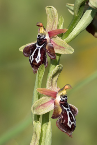 Ophrys cretica