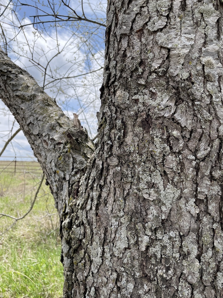 northern-pin-oak-from-henslow-trail-wilmington-il-us-on-april-25