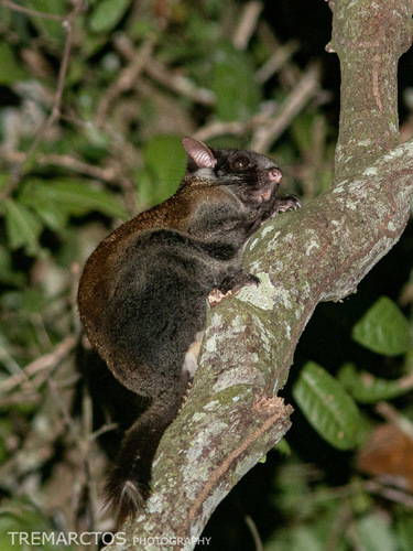 Anomalures (Family Anomaluridae) · iNaturalist