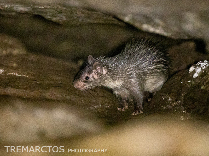 African Brush-tailed Porcupine (Atherurus africanus)