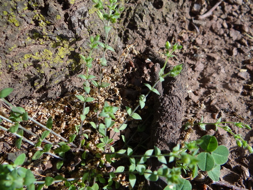 Arenaria serpyllifolia var. serpyllifolia