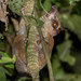 Squirrel Galagos - Photo (c) Rogério Ferreira, all rights reserved, uploaded by Rogério Ferreira
