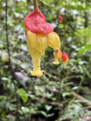 Drymonia pendula