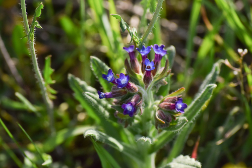 Undulate Alkanet