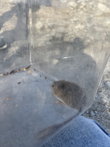 iNaturalist observation photo of Spiny Pocket Mouse