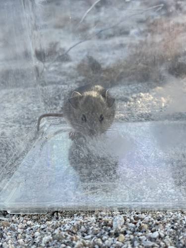 iNaturalist observation photo of Desert Woodrat