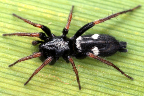 Kishidaia conspicua