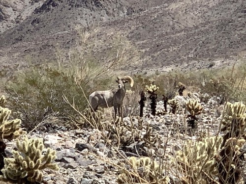 iNaturalist observation photo of Desert Bighorn Sheep