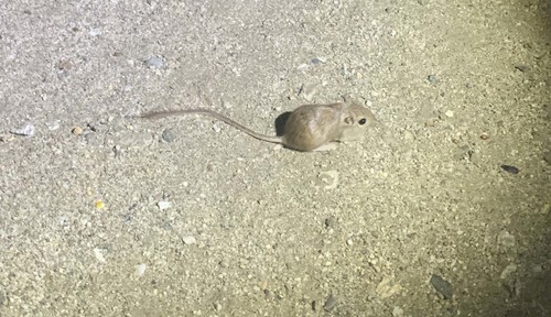 iNaturalist observation photo of Long-tailed Pocket Mouse
