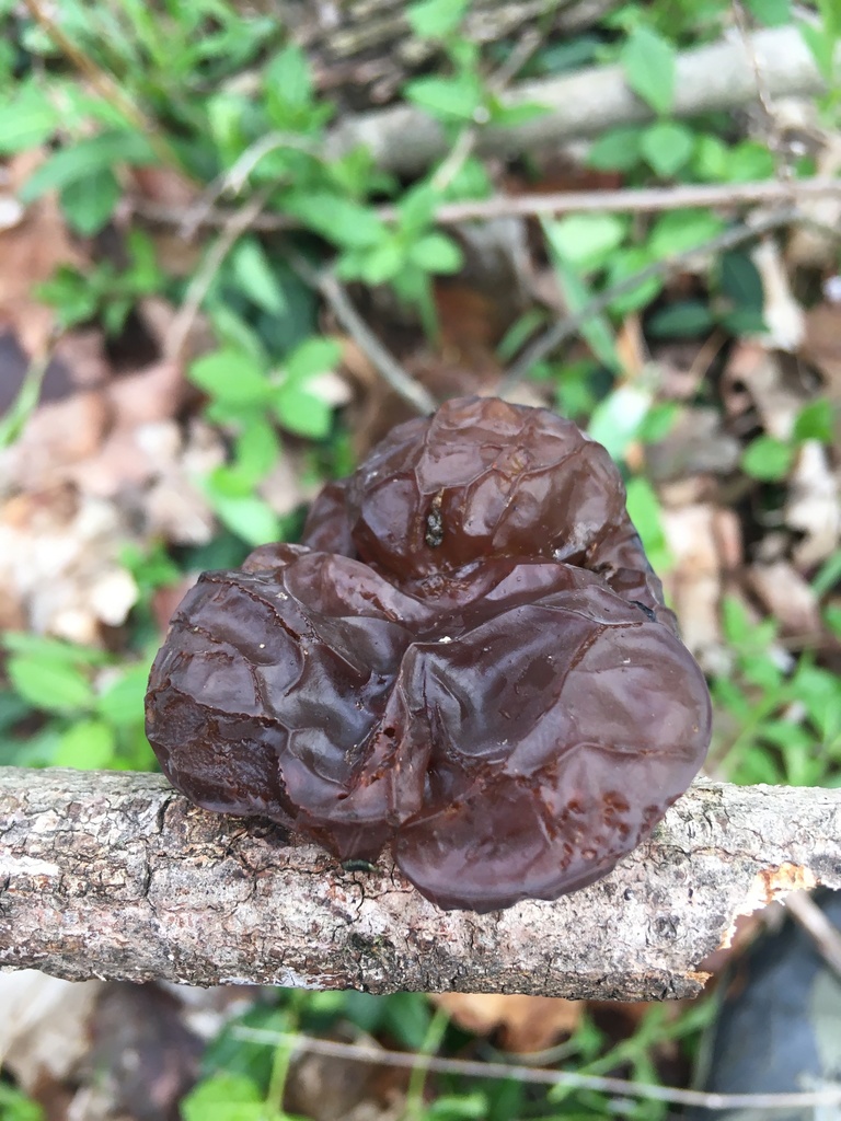 american-amber-jelly-fungus-from-old-meridian-st-carmel-in-us-on