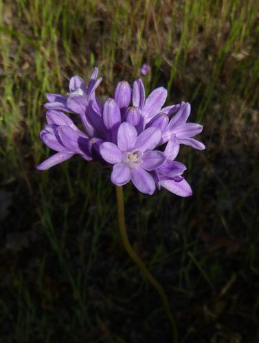 Many-flowered Brodiaea